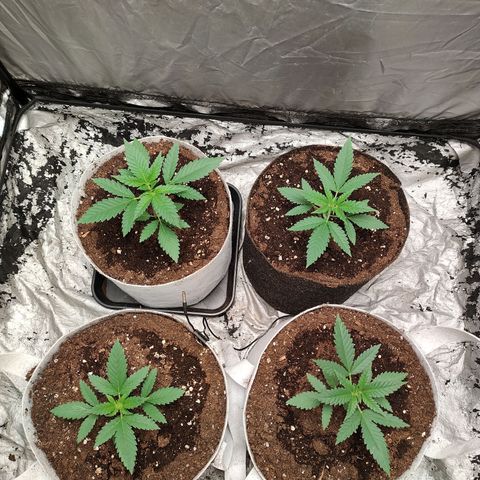 Critical growlog timeline photo