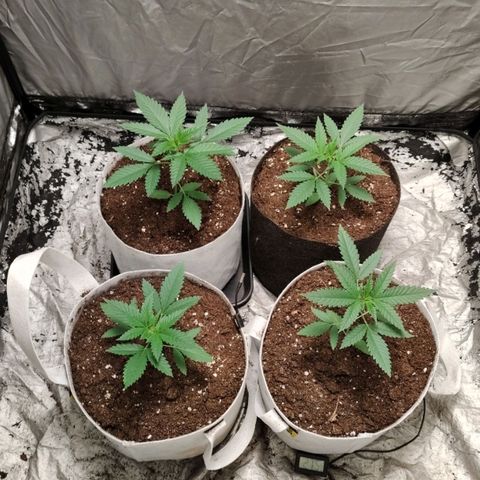Critical growlog photo: Dia 18