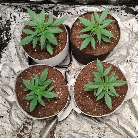 Critical growlog photo: Dia 18