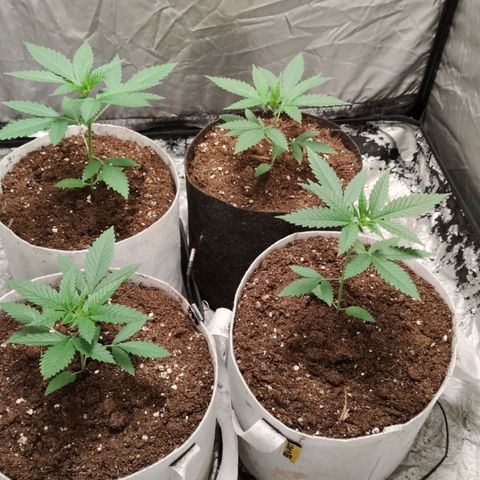 Critical growlog photo: Dia 18