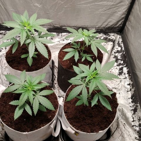 Critical growlog timeline photo