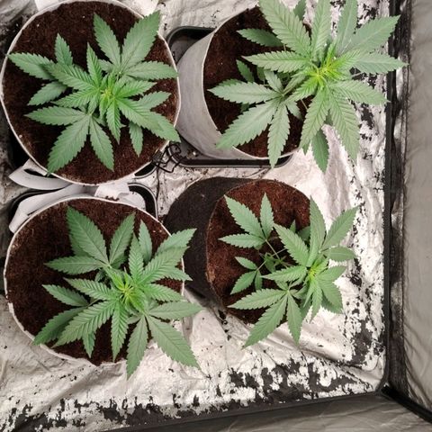 Critical growlog timeline photo