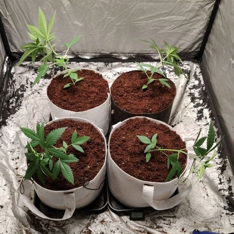 Critical growlog timeline photo