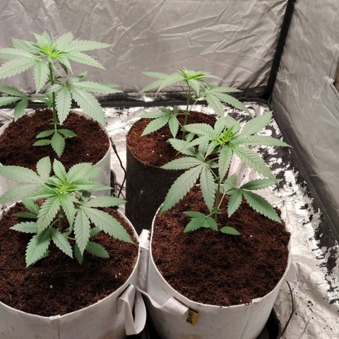 Critical growlog timeline photo