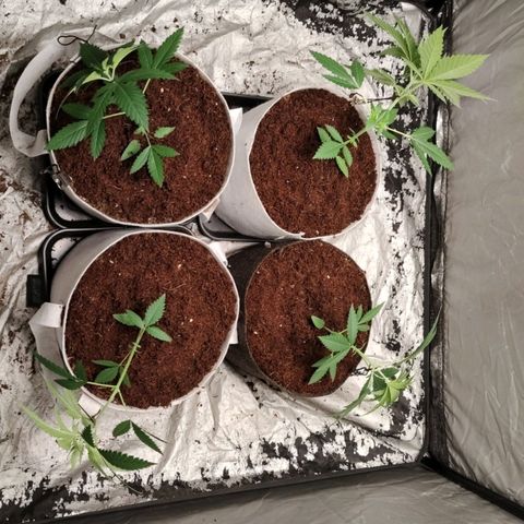 Critical growlog timeline photo
