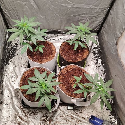 Critical growlog timeline photo