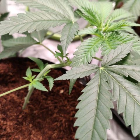 Critical growlog timeline photo