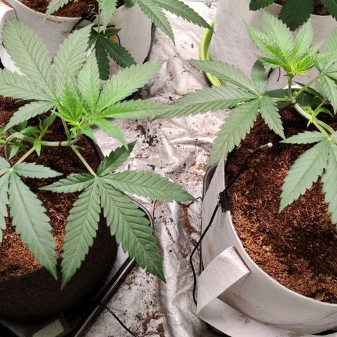 Critical growlog timeline photo
