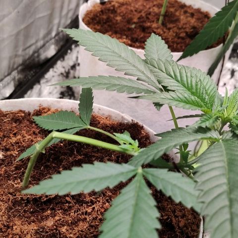 Critical growlog timeline photo