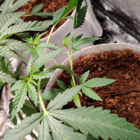 Critical growlog timeline photo