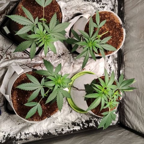 Critical growlog timeline photo