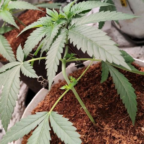 Critical growlog timeline photo