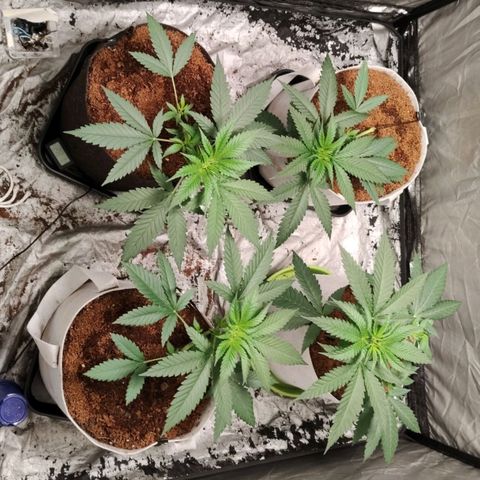 Critical growlog timeline photo
