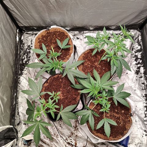 Critical growlog timeline photo