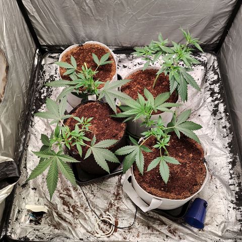 Critical growlog timeline photo