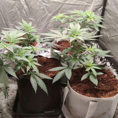 Critical growlog timeline photo