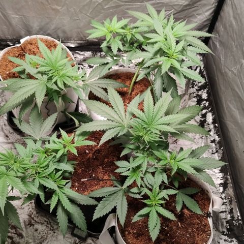 Critical growlog timeline photo