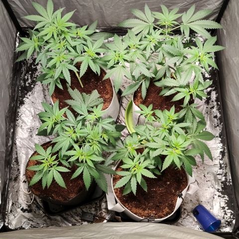 Critical growlog timeline photo