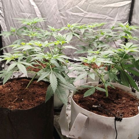 Critical growlog timeline photo