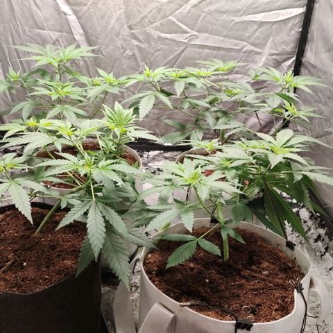 Critical growlog timeline photo