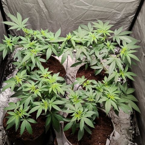 Critical growlog timeline photo