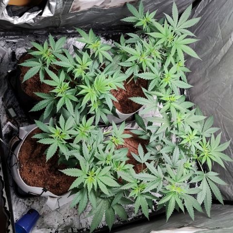 Critical growlog timeline photo