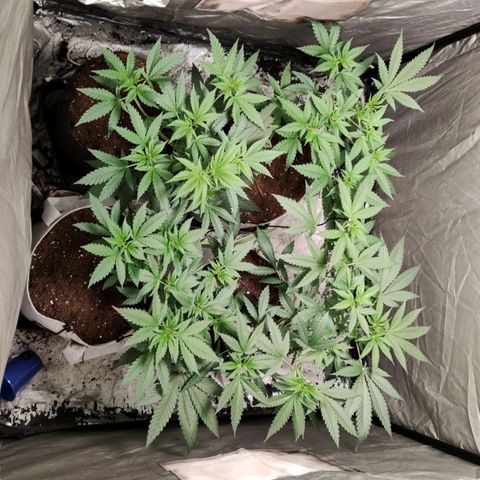 Critical growlog timeline photo