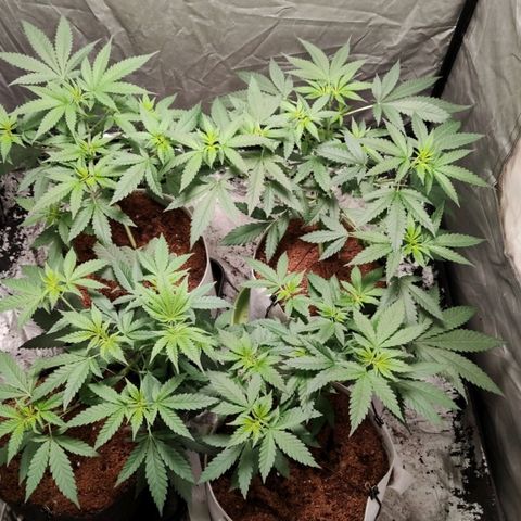 Critical growlog timeline photo