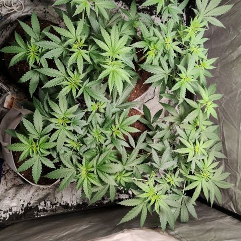 Critical growlog timeline photo