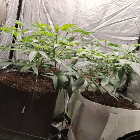 Critical growlog timeline photo