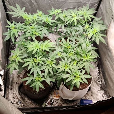 Critical growlog timeline photo
