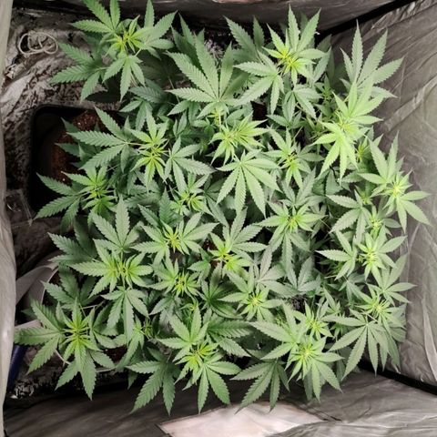 Critical growlog timeline photo