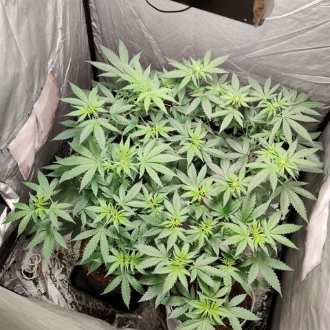 Critical growlog timeline photo