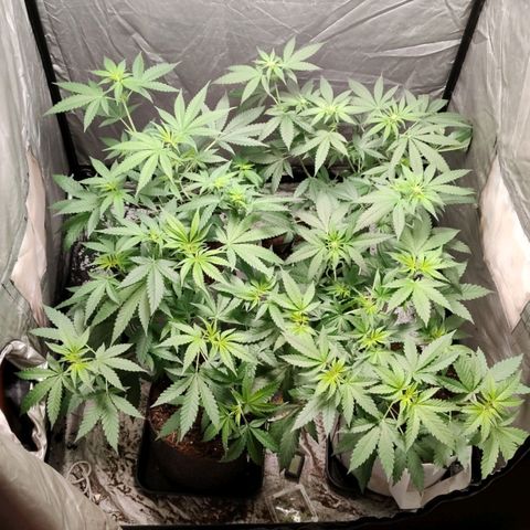 Critical growlog timeline photo