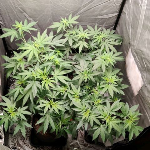 Critical growlog timeline photo