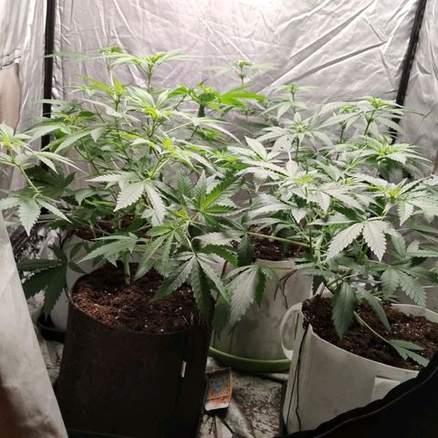 Critical growlog timeline photo