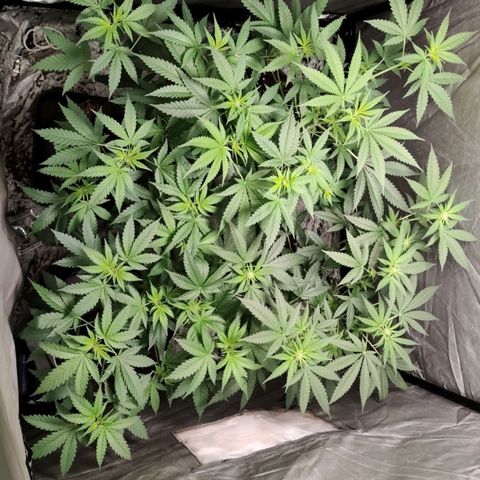 Critical growlog timeline photo