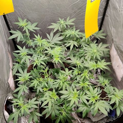 Critical growlog timeline photo