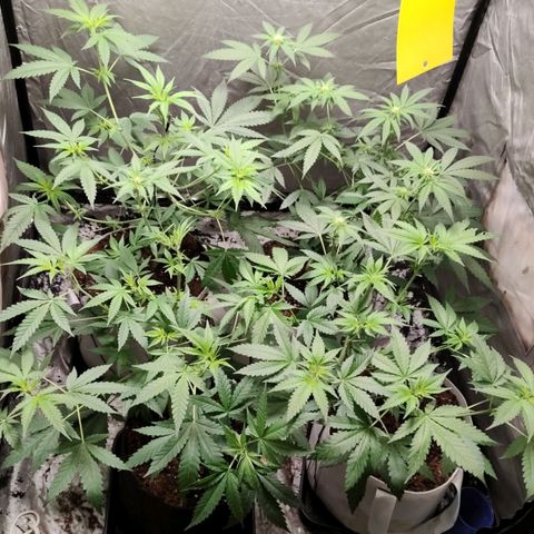 Critical growlog timeline photo