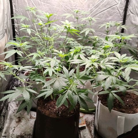 Critical growlog timeline photo