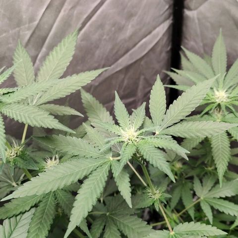 Critical growlog timeline photo