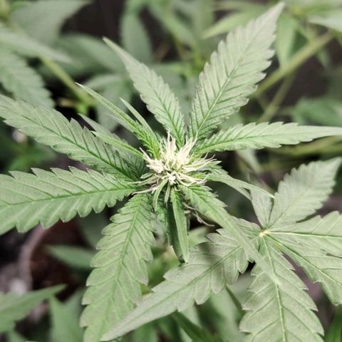 Critical growlog timeline photo