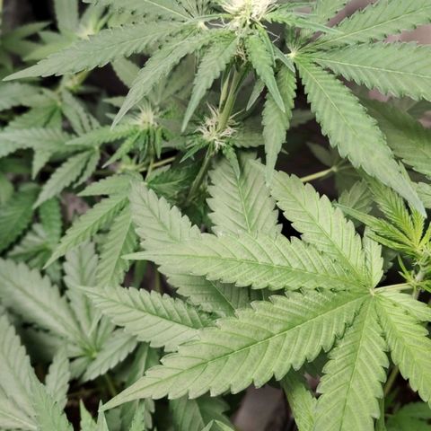 Critical growlog timeline photo