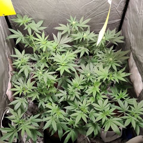 Critical growlog timeline photo