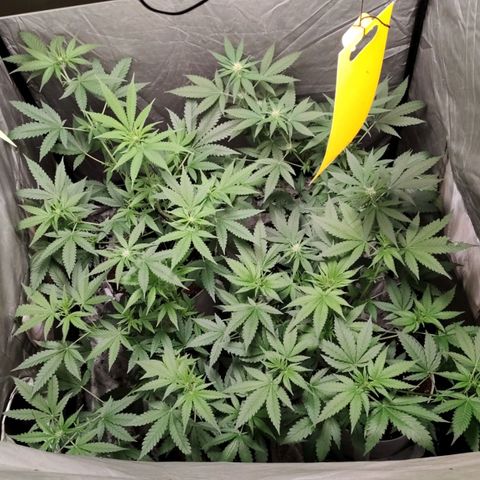 Critical growlog timeline photo