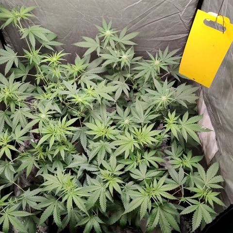 Critical growlog timeline photo