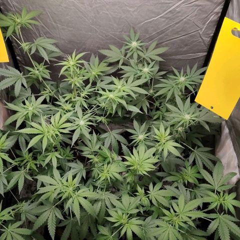 Critical growlog timeline photo