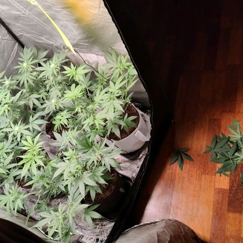 Critical growlog timeline photo