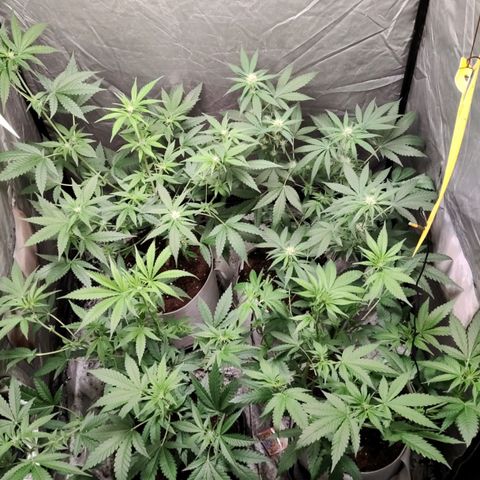 Critical growlog timeline photo