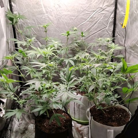 Critical growlog timeline photo